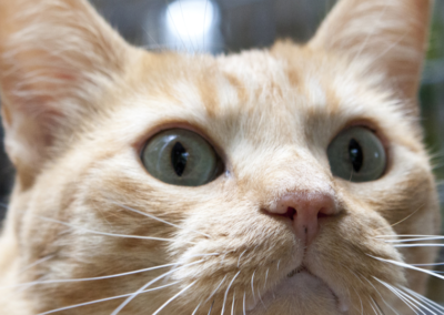 Nos chats au repos dans leur espace chauffé – Pension chat Élancourt