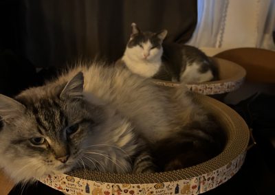 Nos chats se reposant dans un box chauffé et confortable