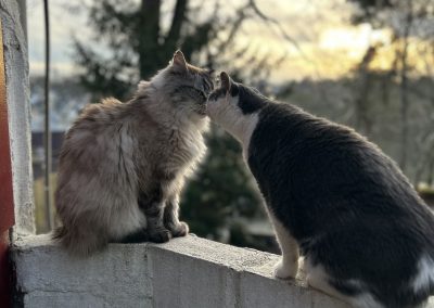 Galerie pension chat Élancourt – Portrait d’un de nos chats adorables