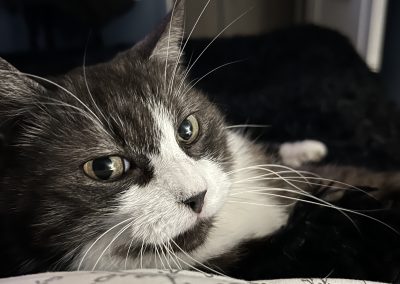 Nos chats au repos dans leur espace chauffé – Pension chat Élancourt