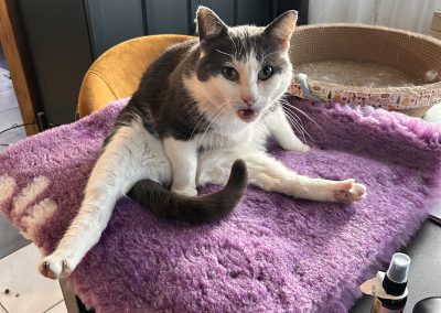 Nos chats bien installés et contents