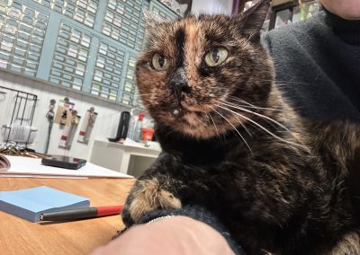 Ambiance zen galerie pension chat Élancourt 78