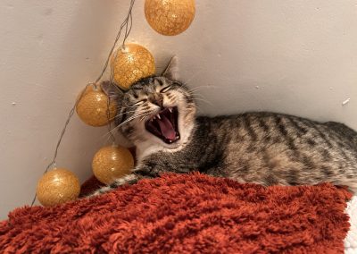 Notre pensionnaire tigré en train de se détendre