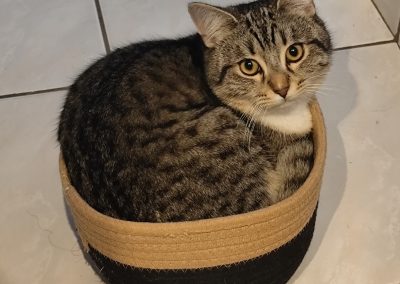 Pensionnaire gris se reposant paisiblement