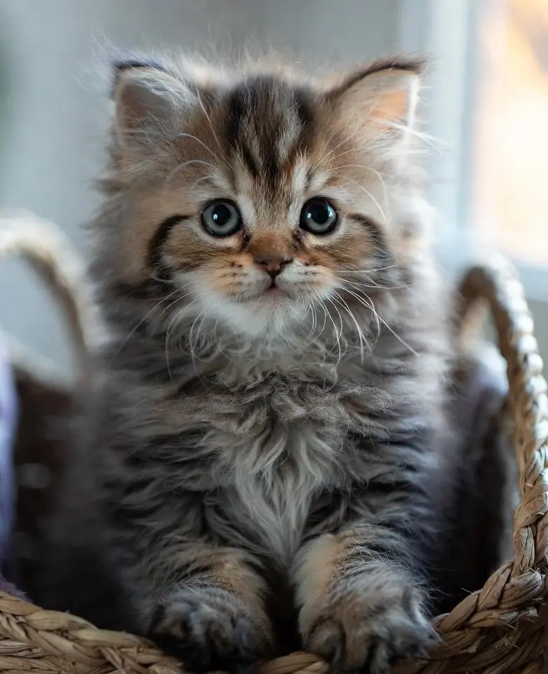 Pensionnaire reposé dans notre pension pour chats
